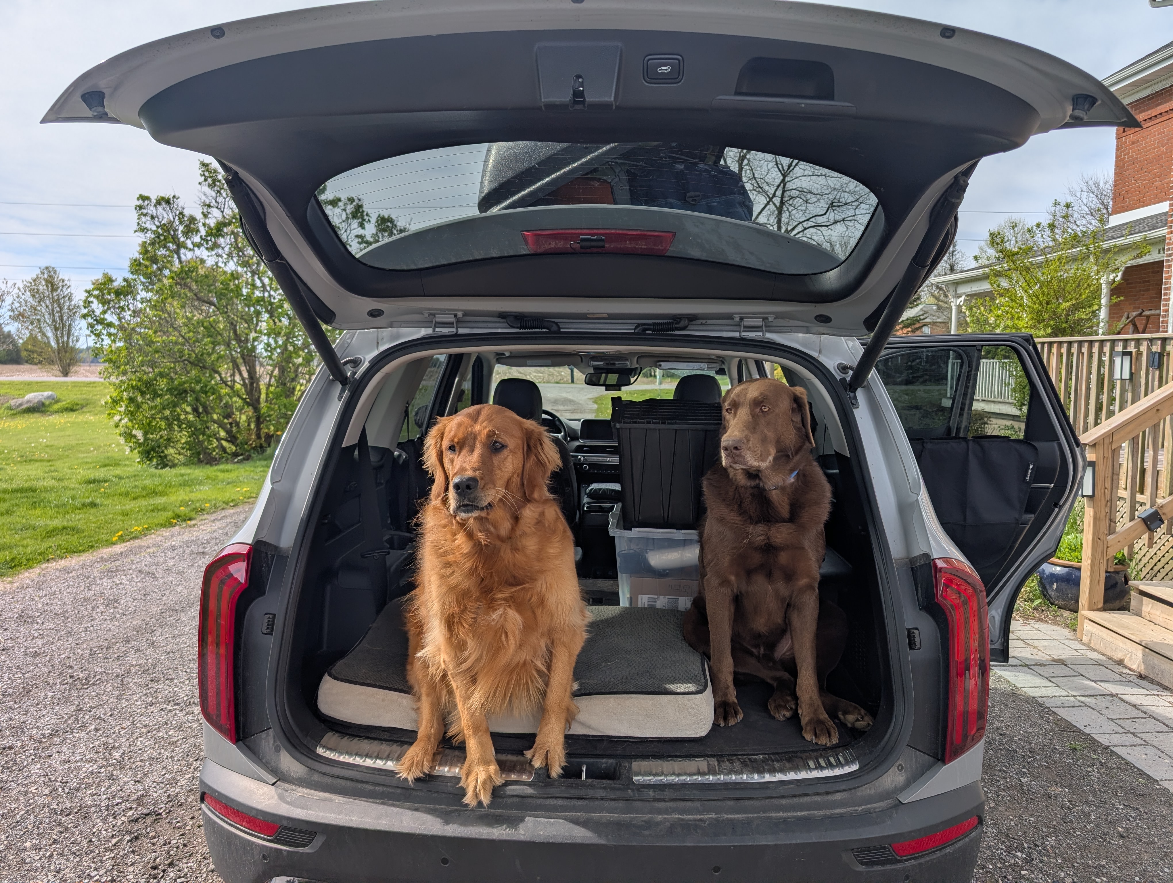 Les chiens du fondateur de 4Paws Movers