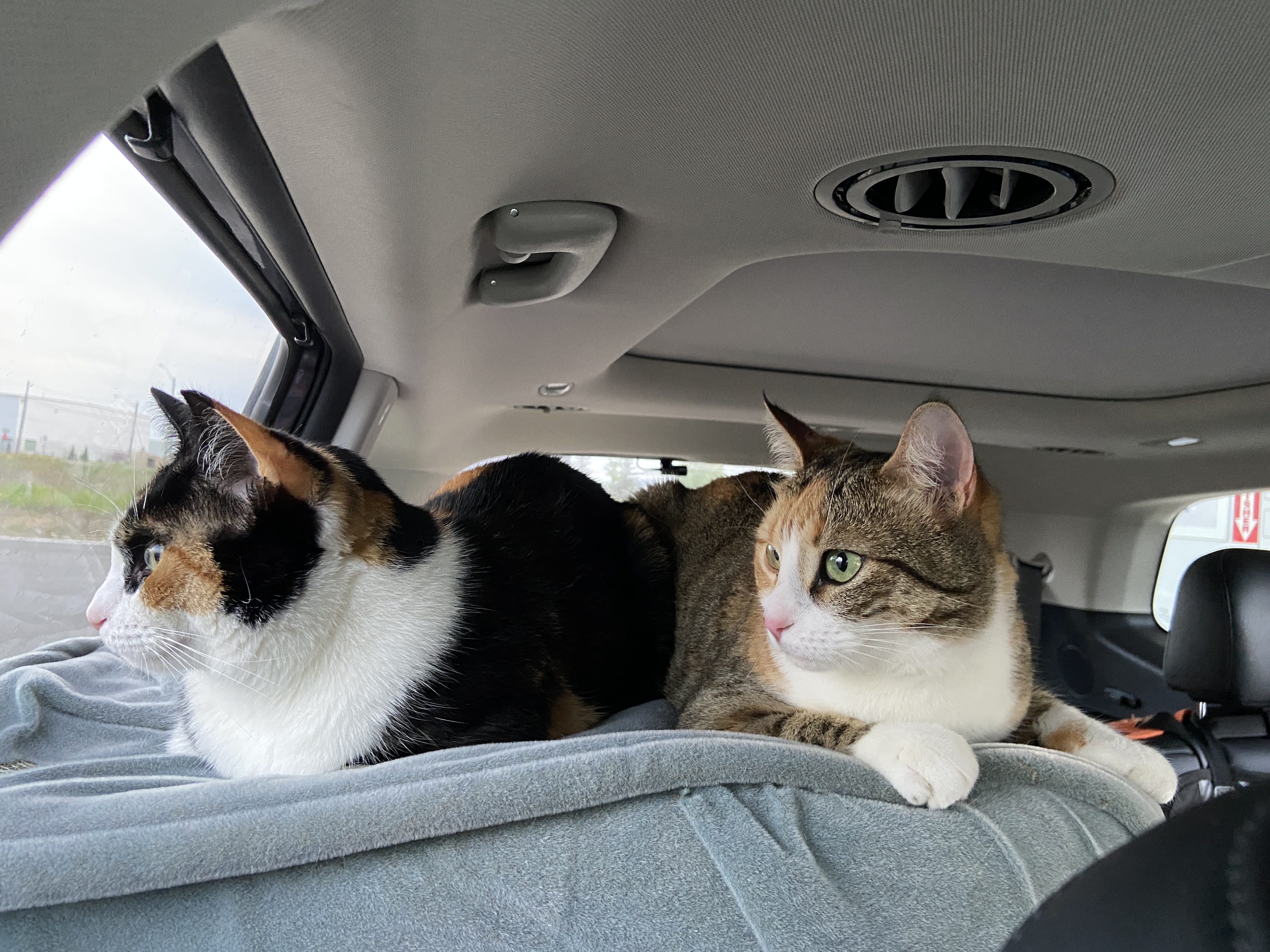 The founder's calico and tabby cats riding together on a blanket in the back of a vehicle